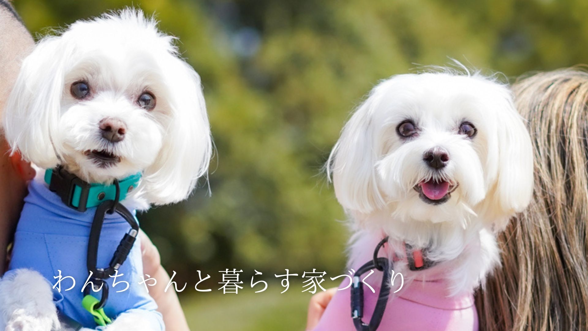 わんちゃんと暮らす家づくり